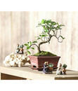 Bild 3 von Bonsai - Chinesischer Feigenbaum, 6 Jahre