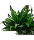 Bild 3 von Drachenbaum - Dracaena deremensis compacta