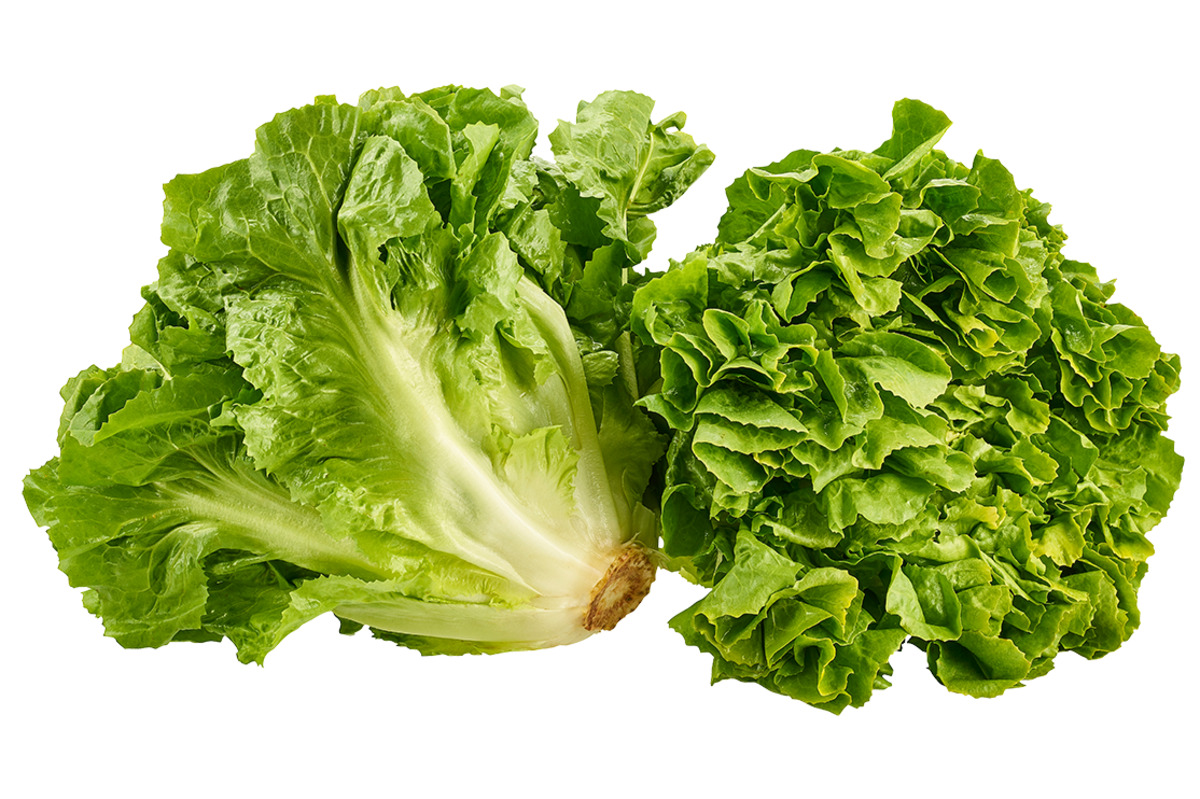 Bild 1 von Endiviensalat