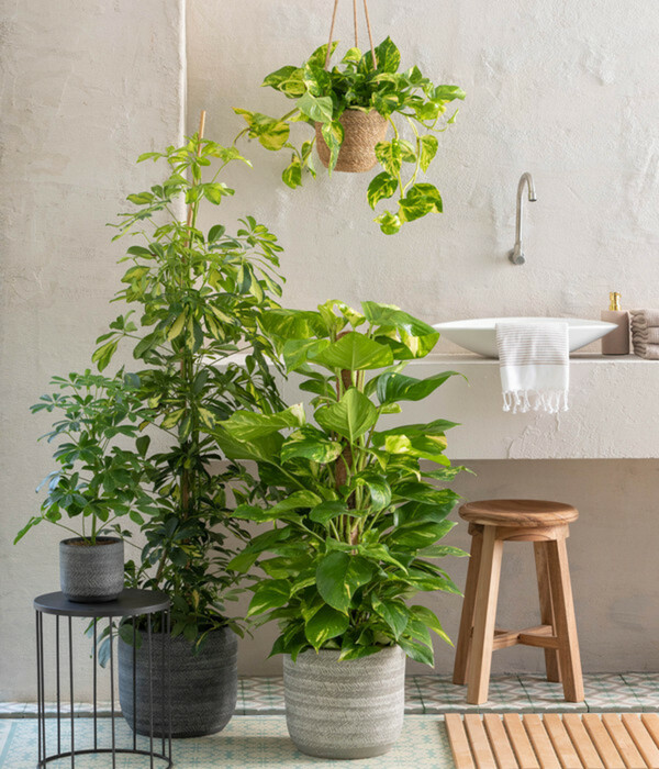 Bild 2 von Strahlenaralie - Schefflera arboricola