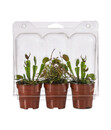 Bild 2 von Zimmerpflanzen-Set Fleischfressende Pflanzen, 3-teilig