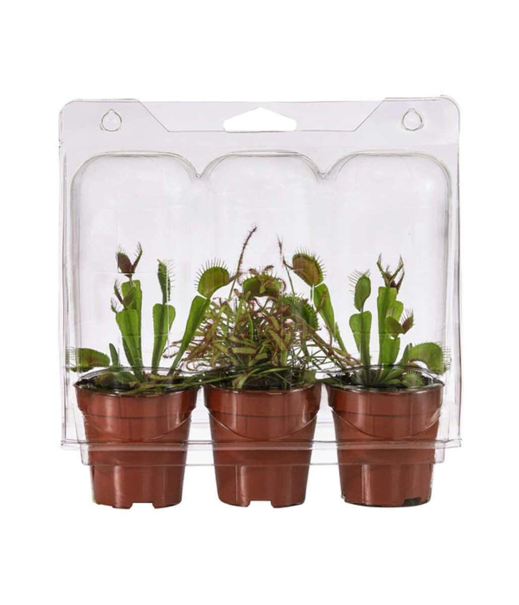 Bild 2 von Zimmerpflanzen-Set Fleischfressende Pflanzen, 3-teilig