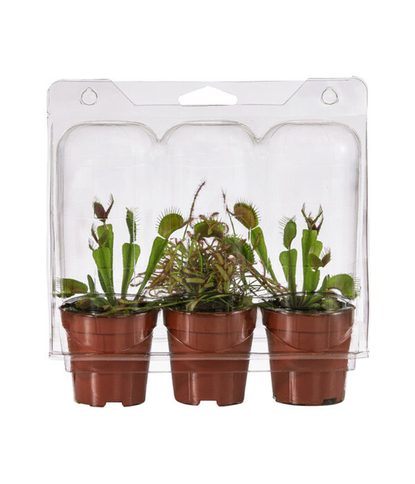 Bild 2 von Zimmerpflanzen-Set Fleischfressende Pflanzen, 3-teilig