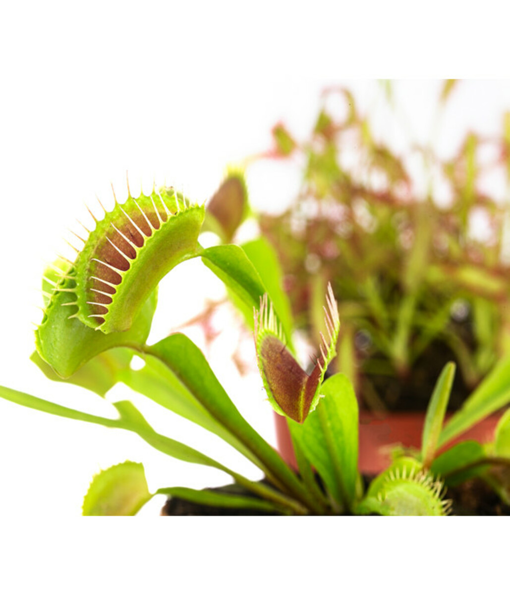 Bild 3 von Zimmerpflanzen-Set Fleischfressende Pflanzen, 3-teilig