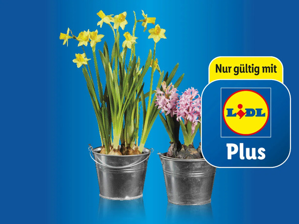 Blumenzwiebeln im Zinkeimer, Topf von Lidl ansehen!