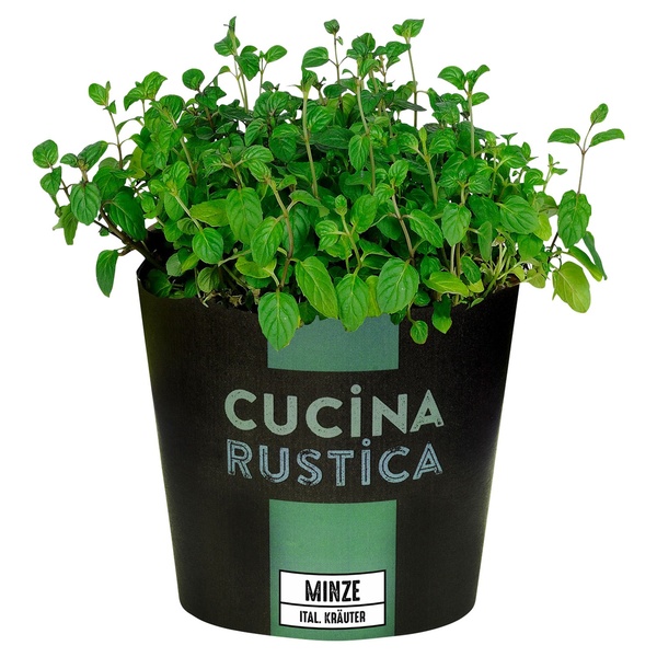 Bild 2 von GARDENLINE Gewürzkräuter