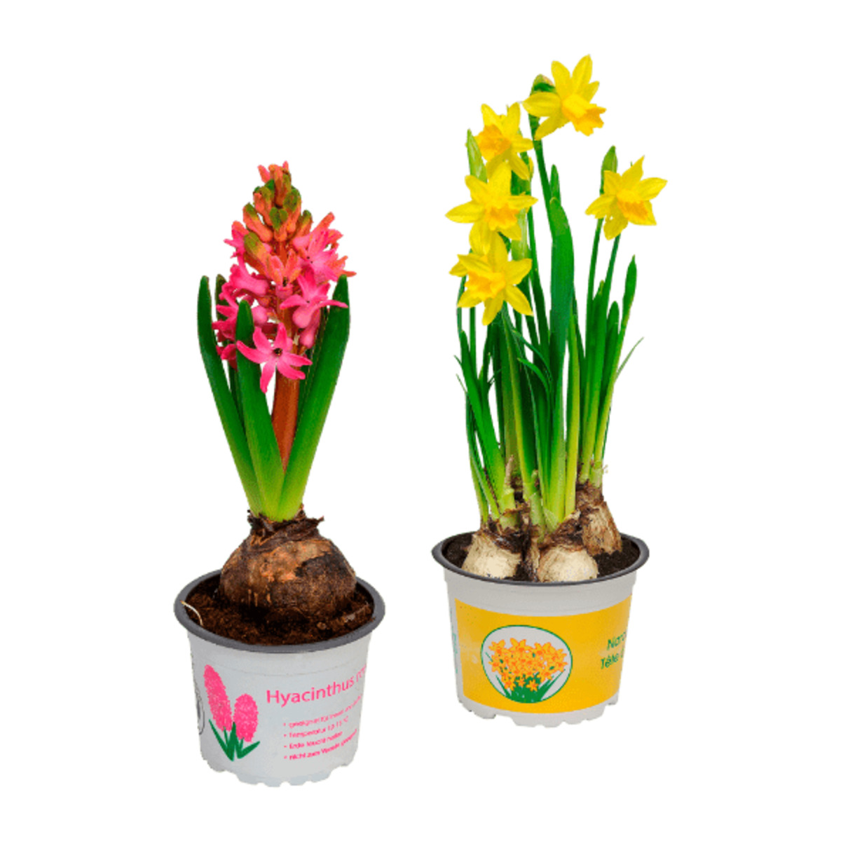 Bild 1 von GARDENLINE Narzissen / Hyazinthen