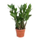 Bild 1 von GARDENLINE Zamioculcas