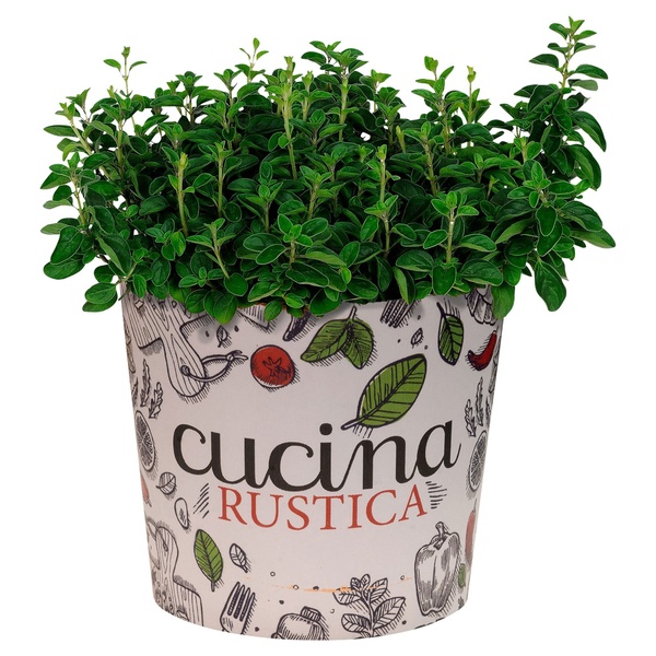 Bild 3 von GARDENLINE Gewürzkräuter