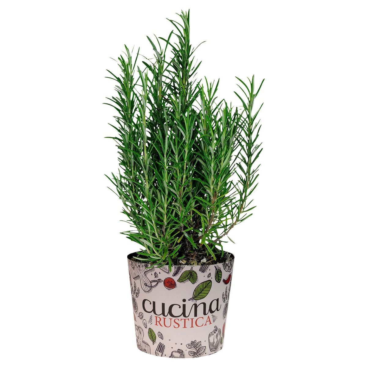 Bild 4 von GARDENLINE Gewürzkräuter