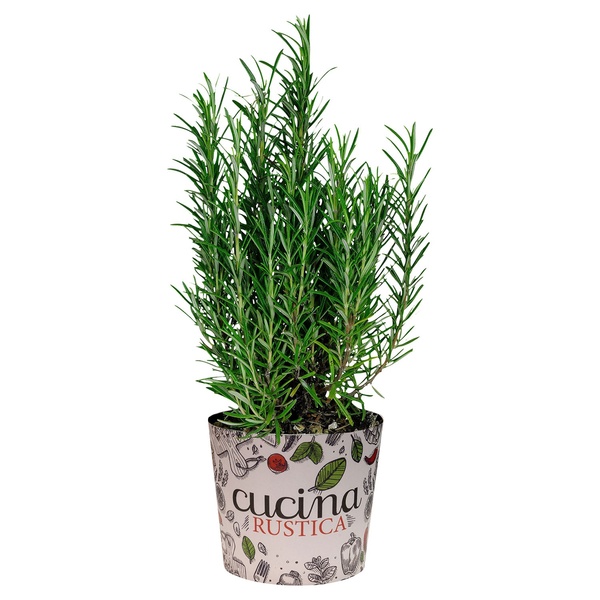 Bild 4 von GARDENLINE Gewürzkräuter