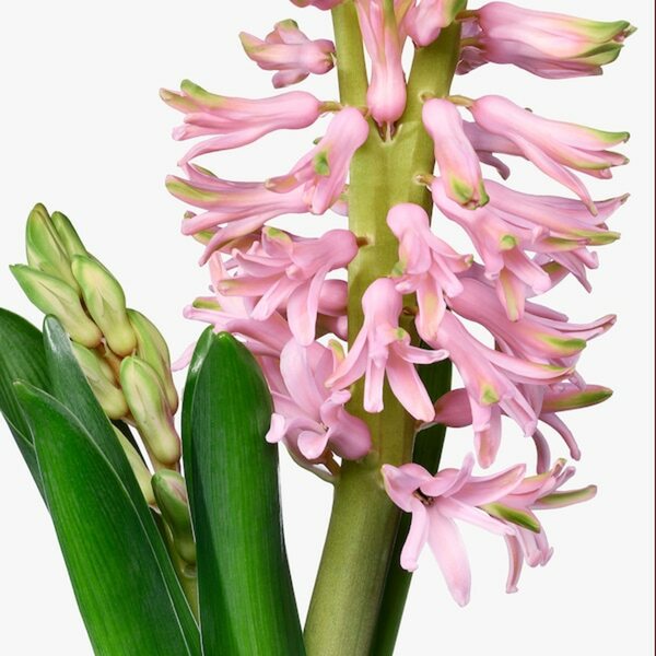 Bild 3 von HYACINTHUS  Pflanze, versch. Farben 12 cm