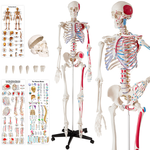 Anatomieskelett mit Muskel und Knochen Markierung - weiß