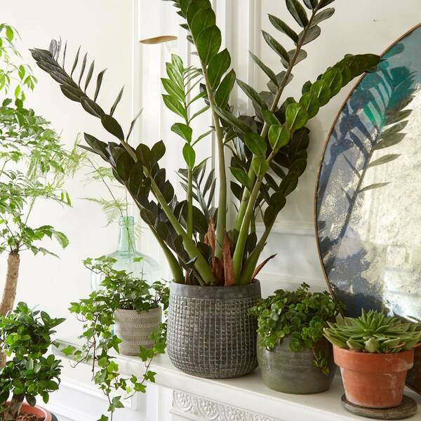 ZimmerpflanzenSet "Plant Love", 4 Pflanzen von Mein schöner Garten für