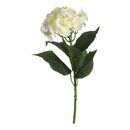 Bild 1 von Stielblume HORTENSIE ca.70cm, weiss