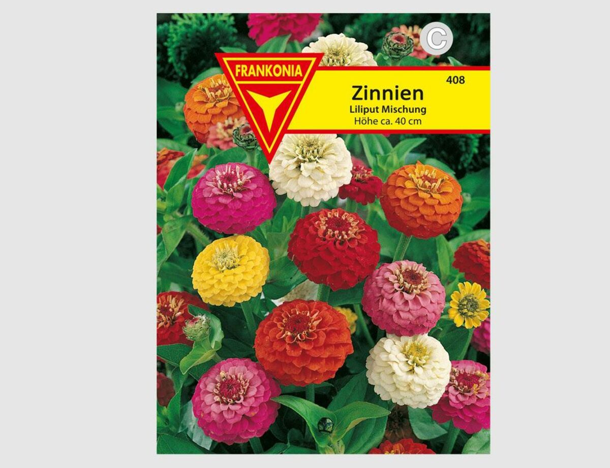 Bild 1 von Zinnien Liliput