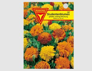 Tagetes niedrige Mischung