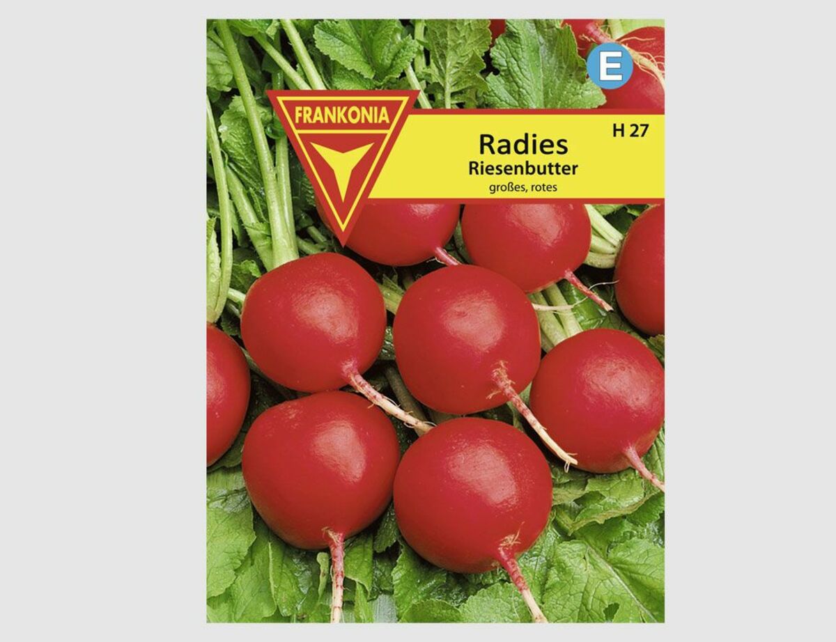 Bild 1 von Radies Riesenbutter