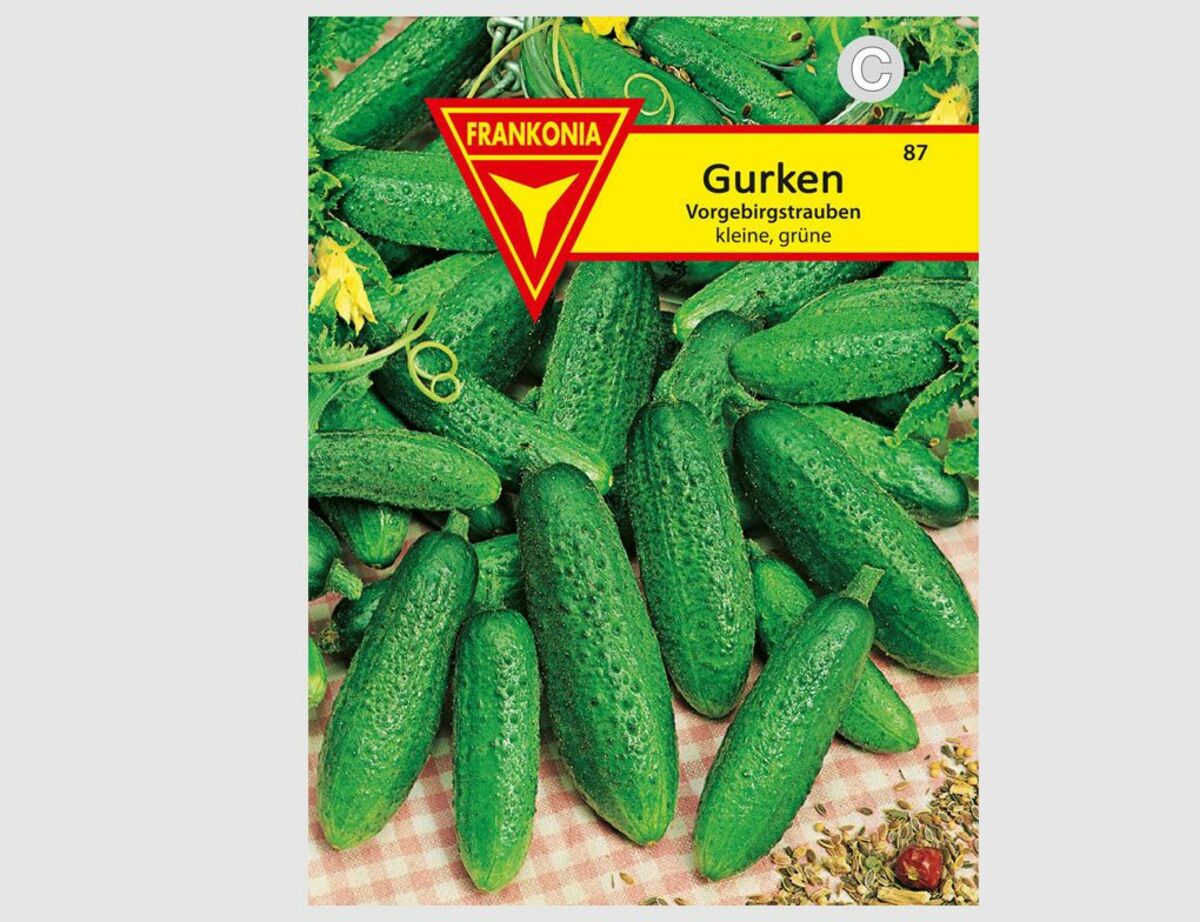 Bild 1 von Einlegegurke Vorgebirgstrauben