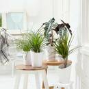Bild 1 von Zimmerpflanzen-Set "Botanical Style", 6 Pflanzen