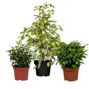 Zimmerpflanzen-Set "Dreifarbige Ficus-Kollektion", 3 Pflanzen