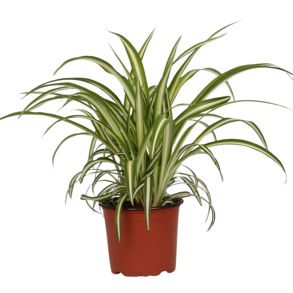 Zimmerpflanze Kolbenfaden 'Maria Christina' von Mein schöner Garten für