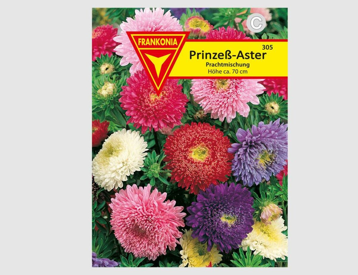 Bild 1 von Prinzeß-Aster