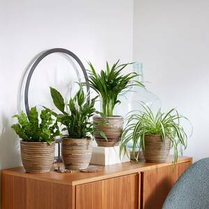 Zimmerpflanzen-Set "Grün in Perfektion", 6 Pflanzen
