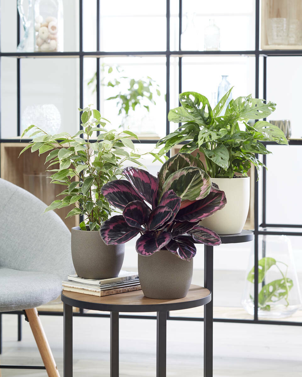 ZimmerpflanzenSet "Exotische Pflanzenfreude", 3 Pflanzen von Mein