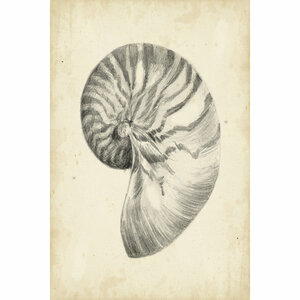 Leinwandbild Antique Shell Study I