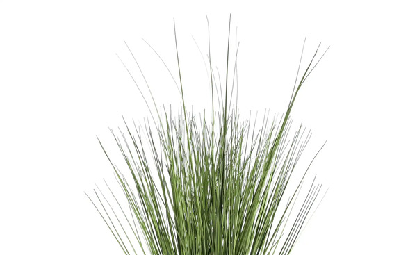 Bild 4 von Grasbüschel getopft 52 cm