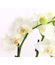 Bild 4 von Midi-Schmetterlingsorchidee, weiß
