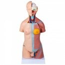 Bild 1 von VEVOR 45 cm Unisex Torso Anatomie Modell Pvc Menschlicher Körper Modell Anatomie Modell Torso mit 23 Teilen für Medizinstudenten Ärzte und Lehrer