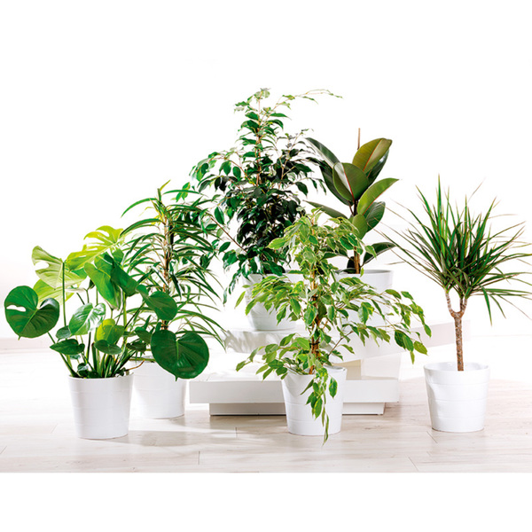 Grünpflanzen XL von Norma ansehen!