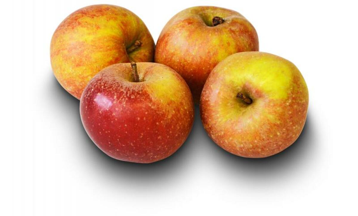 Bild 1 von Deutscher Bratapfel Sorte: Roter Boskoop