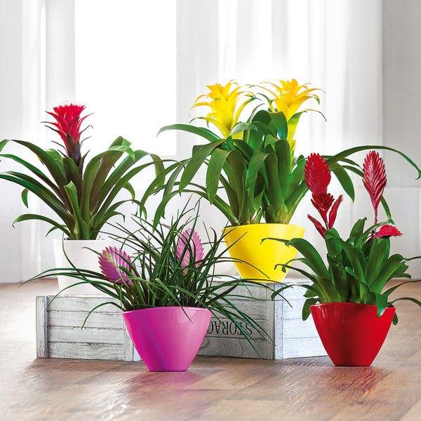 Hochwertiges BromelienArrangement von Norma ansehen!