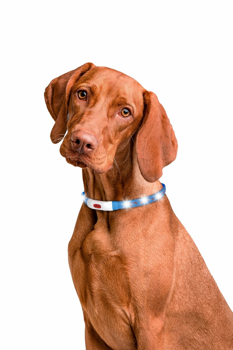 Bild 1 von Leuchthalsband ca. 70 cm