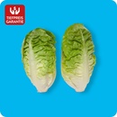 Bild 1 von Salatherzen Mini-Romana