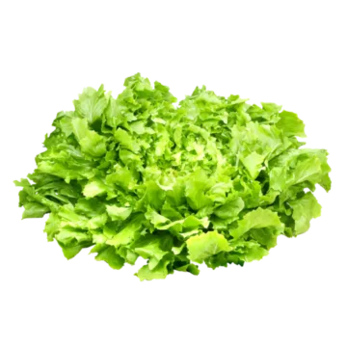 Bild 1 von Italien
Endivien