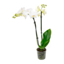 Bild 2 von GARDENLINE Phalaenopsis / Orchidee