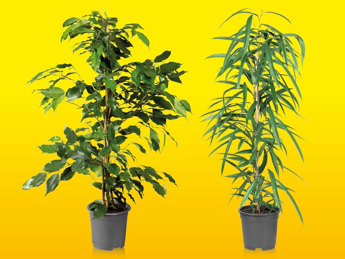 Bild 1 von Grünpflanze, 
         Topf