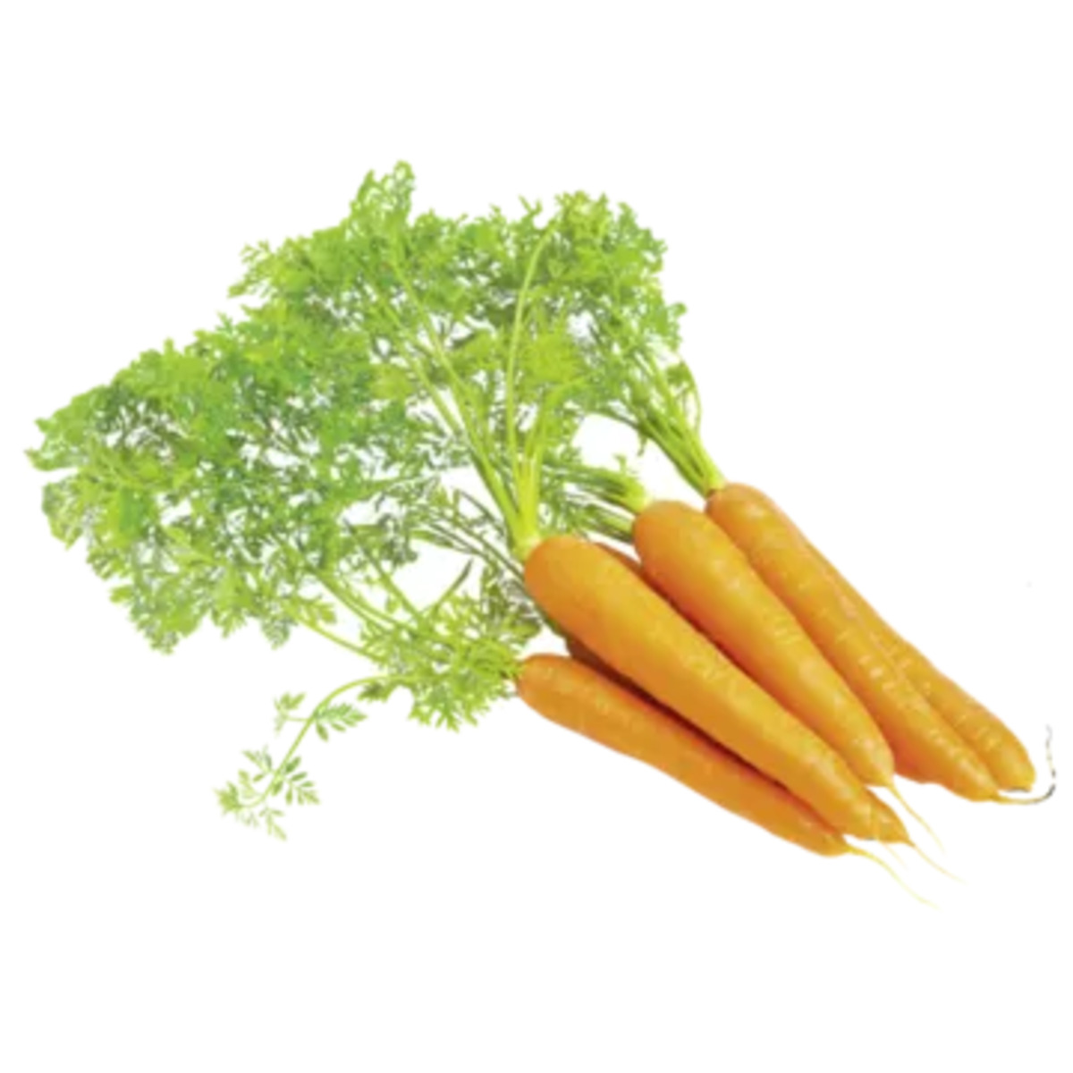 Bild 1 von Italien
Bundmöhren