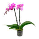 Bild 4 von GARDENLINE Phalaenopsis / Orchidee