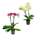 Bild 1 von GARDENLINE Phalaenopsis / Orchidee