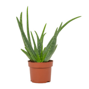 GARDENLINE Aloe vera