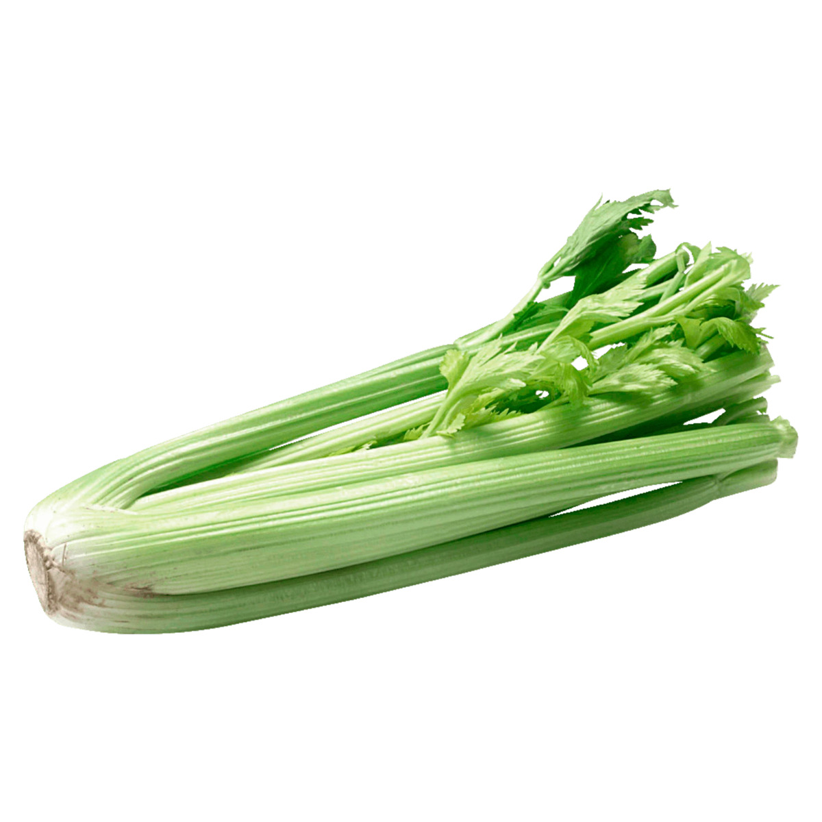 Bild 1 von Bio Staudensellerie 1 Stück
