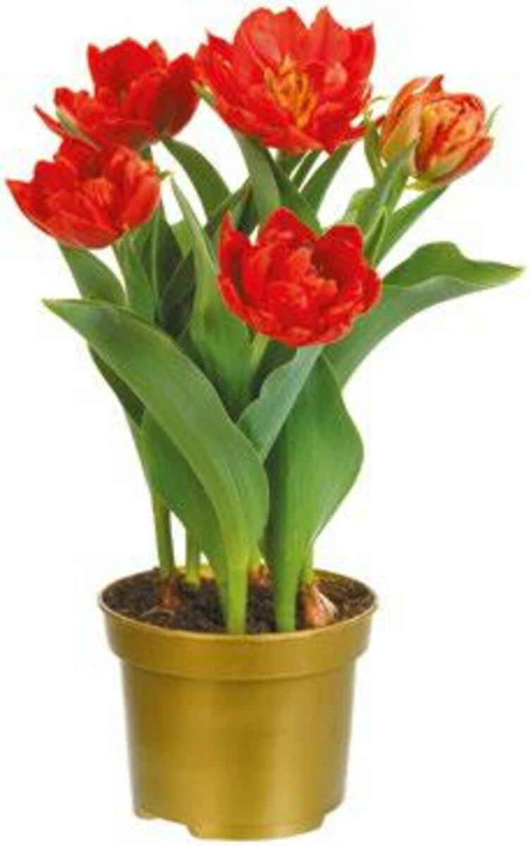 Bild 1 von Tulpen