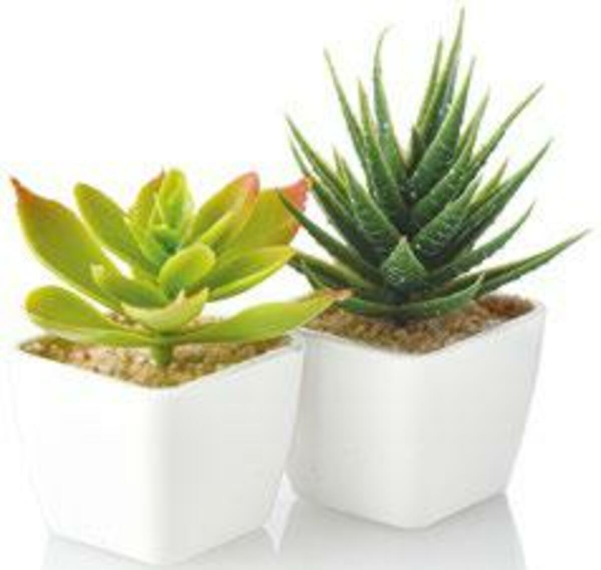 Bild 1 von Künstliche Sukkulente
