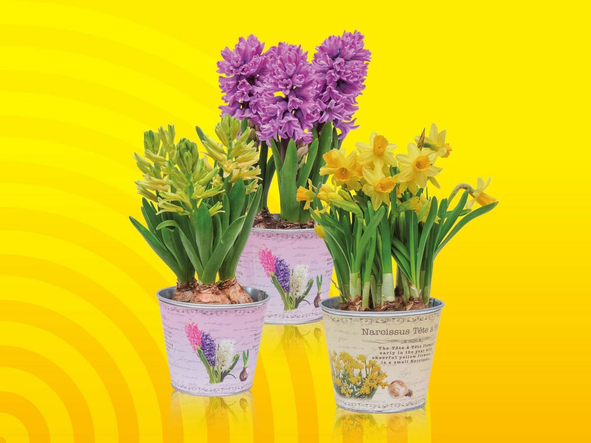 Blumenzwiebeln Nostalgie, Topf von Lidl ansehen!