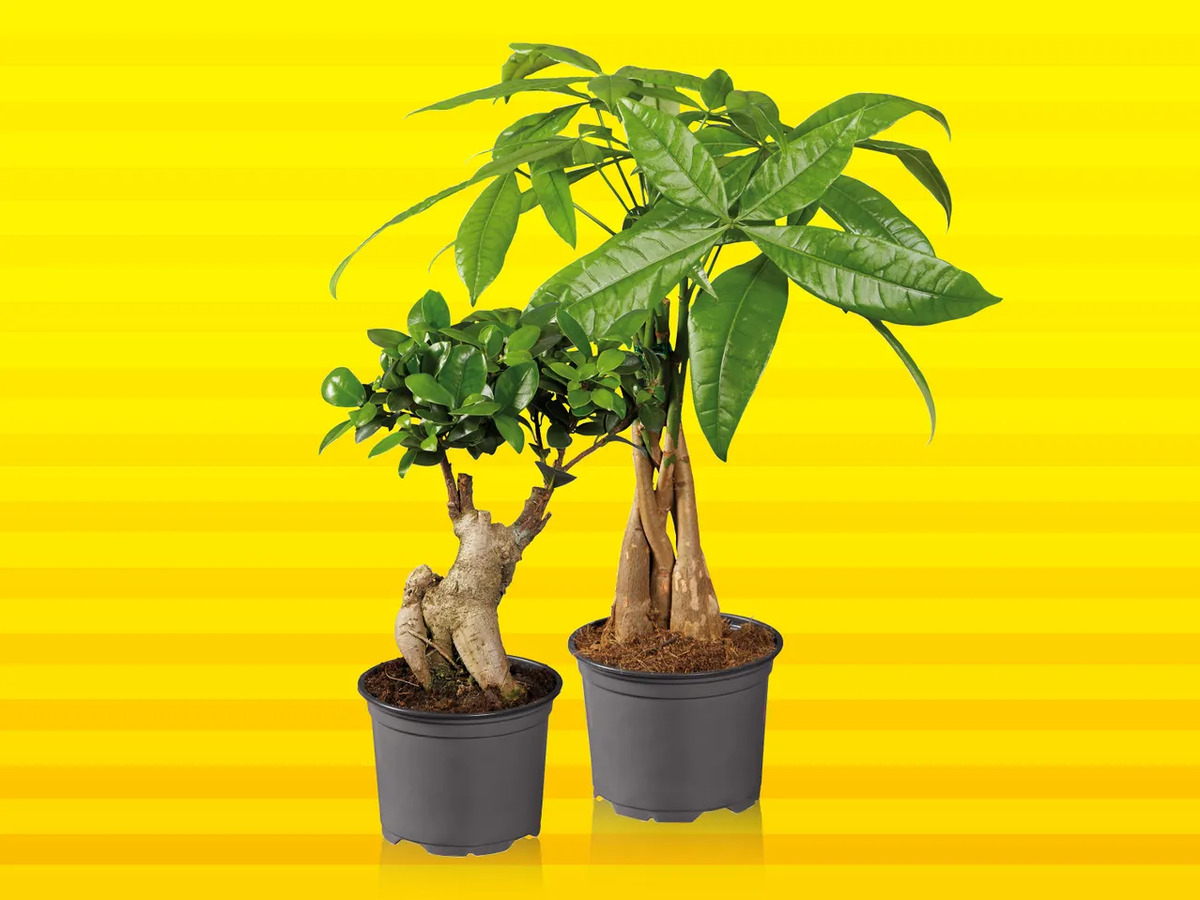 Bild 1 von Ficus Ginseng/Pachira, 
         Topf